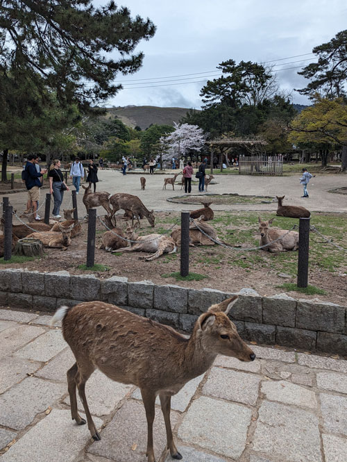 Parque de Nara