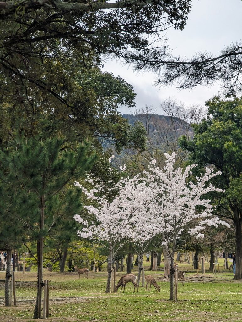 Parque de Nara, Nara